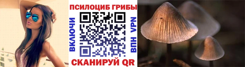 Псилоцибиновые грибы Psilocybe  Старица 